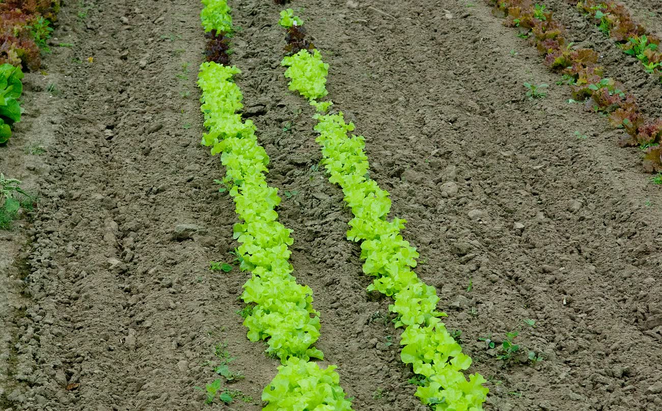 Hileras de lechugas verdes y rojas plantadas en tierra labrada